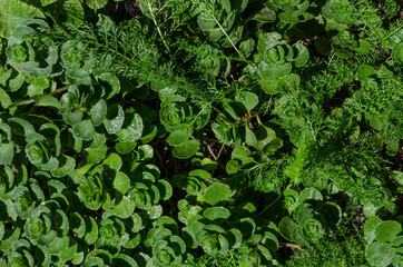 Mix of green grass. Texture, background