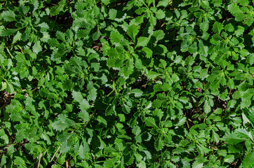 Green grass, top view, background.