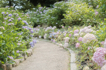 Ajisai - Hydrangea Flower in Nagai Park in Osaka