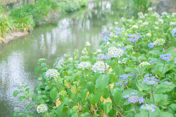 Ajisai - Hydrangea Flower in Nagai Park in Osaka