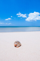 Seashell on tropical island beach with blue sky and clouds in summer