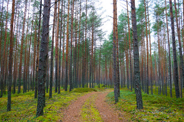 Pine fir forest on a cloudy autumn morning.