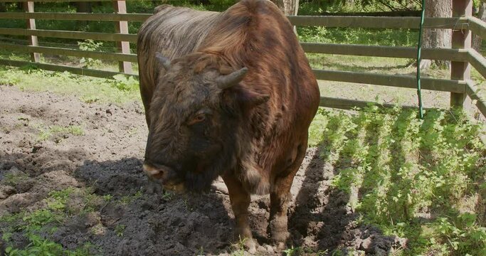 Zubron a hybrid of a bison and a domestic cow