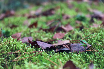 Yellowed leaves in the forest lie on green moss.