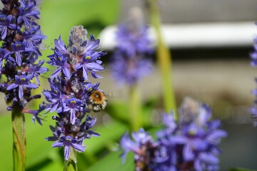 Bombus, bumblebee (bumble bee or humble-bee) on the Pontederia cordata (common name pickerelweed or pickerel weed), a monocotyledonous aquatic plant. Closeup