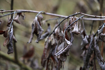Dried gray leaves on a tree branch in autumn.