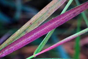 Dew drops on the grass in the autumn morning.