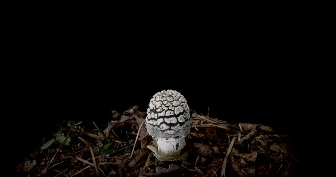 A timelapse of the mushroom  Amanita pantherina. Isolated on black  background.