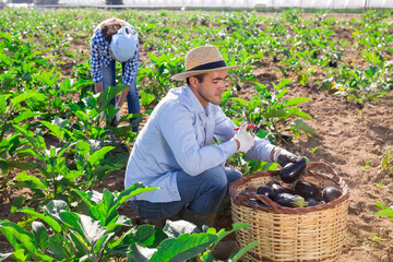 Farmer and his assistant harvesting ripe eggplant on farm plantation