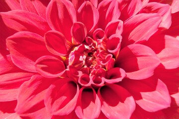 Dahlia Georginia beautiful flower closeup. Macro of single pink Dahlia grade Lilac time.