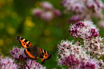 Butterfly with open wings sitting on a purple oregano plant.