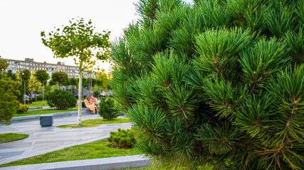 Obraz premium coniferous branches close up