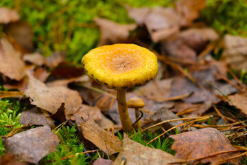 Small yellow mushroom. Autumn morning. Green moss with yellow leaves.