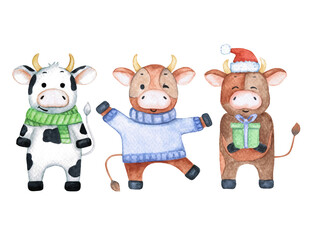 Naklejka premium Watercolor illustration with three funny bulls. Cute animals in winter clothes. Cartoon and childish characters