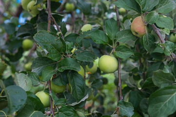  homemade apples ripen on an apple tree branch. Apple tree with small green apples. Apple tree branch with apples