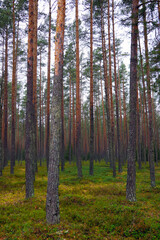 Autumn pine forest on a cloudy day.