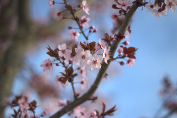 pink cherry blossom