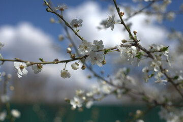 blossoming apple tree