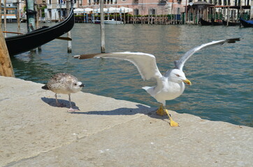 
quarrel between a black seagull and a white seagull on the banks of the Grand Canal in Venice