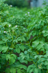 A bed with young green potatoes