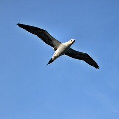 Gannet in flight at Bempton Cliffs
