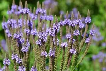 Verbena hastata (American vervain, blue vervain or swamp verbena) beautiful purple flowers. Selective focus - obrazy, fototapety, plakaty