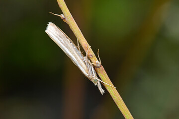 Weißer Graszünsler (Crambus perlella) - grass moth  - obrazy, fototapety, plakaty