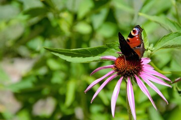 Aglais io, the European peacock butterfly sitting on the Echinacea purpurea (eastern purple coneflower, purple coneflower, hedgehog coneflower) flower.