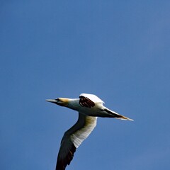 Gannet in flight at Bempton Cliffs