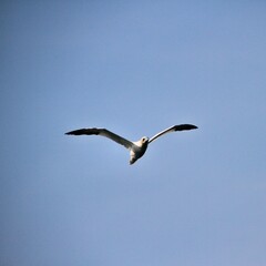 Gannet in flight at Bempton Cliffs