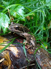 Frosch auf regennassem Ast