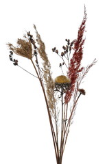 Dry grass, field plants isolated on white background with clipping path