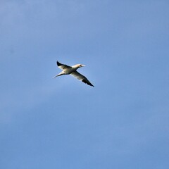 Gannet in flight at Bempton Cliffs