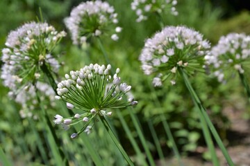 Allium flower (onion, garlic, scallion, shallot, leek, and chives) in full bloom. Beautiful meadow with flowers of white Allium. Selective focus