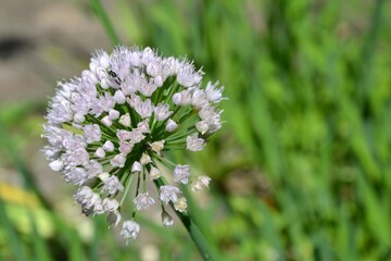 Single, blooming white allium flower. Allium flower (onion, garlic, scallion, shallot, leek, and chives) in full bloom. Allium growing in the garden. Selective focus