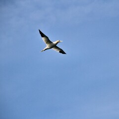 Gannet in flight at Bempton Cliffs