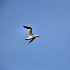 Gannet in flight at Bempton Cliffs