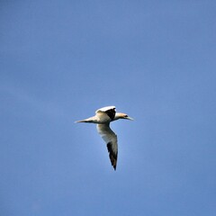 Fototapeta na wymiar Gannet in flight at Bempton Cliffs