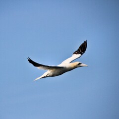 Gannet in flight at Bempton Cliffs