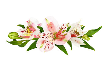 White and coral alstroemeria flowers in a floral arrangement