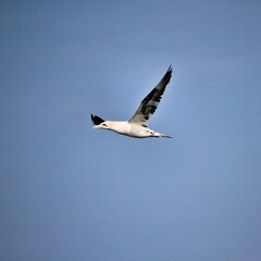 Gannet in flight at Bempton Cliffs