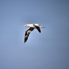 Gannet in flight at Bempton Cliffs