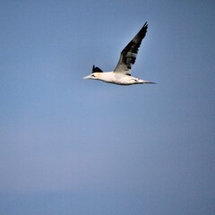 Gannet in flight at Bempton Cliffs