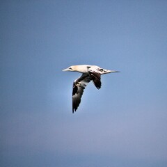 Gannet in flight at Bempton Cliffs
