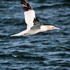 Gannet in flight at Bempton Cliffs