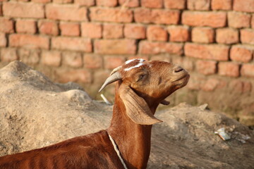 goat a dairy animal from indian breed of goats
