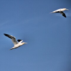 Gannet in flight at Bempton Cliffs