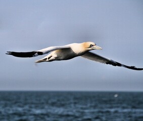 Gannet in flight at Bempton Cliffs