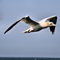 Gannet in flight at Bempton Cliffs