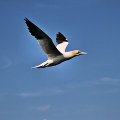Gannet in flight at Bempton Cliffs